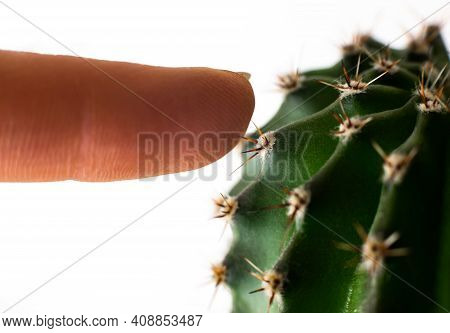 Close Up Macro Female Finger Prick With Green Cactus Sharp Needles, Dangerous Home Plant At Isolated