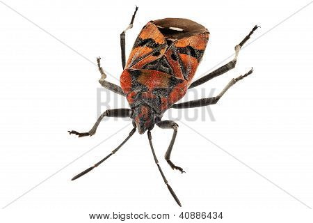 Negro y rojo tierra Bug especies Spilostethus Pandurus