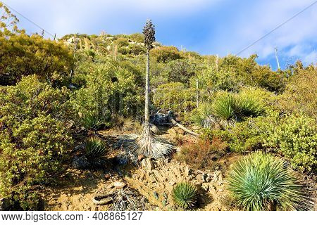Rural Hillside Covered With Chaparral Shrubs Including Yucca Plants Taken At A Chaparral Woodland In