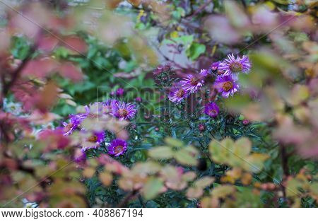 Autumn Aster In Garden. Undersized Varieties. Small Garden Astra Flowers. Group Of Alpine Asters