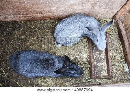 nice pair of rabbits