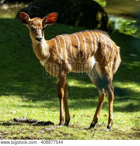 A Young Baby Nyala. Tragelaphus Angasii Is A Spiral-horned Antelope Native To Southern Africa. It Is