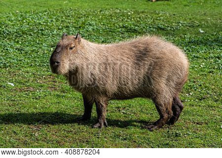The Capybara, Hydrochoerus Hydrochaeris Is A Mammal Native To South America. It Is The Largest Livin