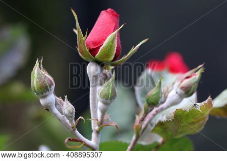Fungal Disease Powdery Mildew On A Rose Flower. White Plaque On Leaves And Stems. Close Up. For Demo