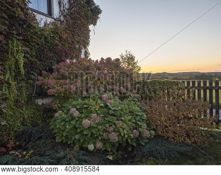 Sunset View Of Country House Garden In Autumn With Beautiful Various Hydrangea Flowers And Climbing 