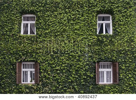 Wand mit Fenster eines Hauses mit Efeu bedeckt