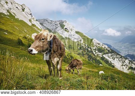 Cows With Bell Grazing Against Valley And Mountains. Beautiful Landscape Under Mount Pilatus.  Lucer
