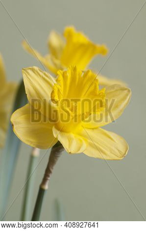Narcissus Flower Macro Shot Local Focus Closeap