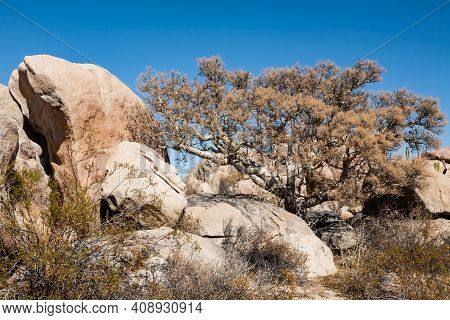 Elephant Tree Bursera Microphylla Next To A Rock In Baja California, Mexico