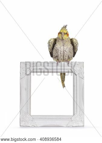 Female Cockatiel Bird Aka Nymphicus Hollandicus,siting On Top Of Empty Photo Frame While Skaing Feat