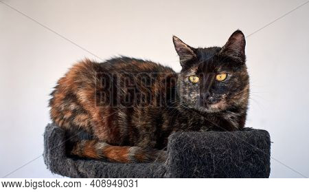 A Closeup Shot Of A Tortoiseshell Cat Lying On A Cat Tower