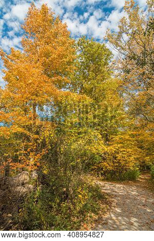 Pake In Fall Time Near Toronto, Canada