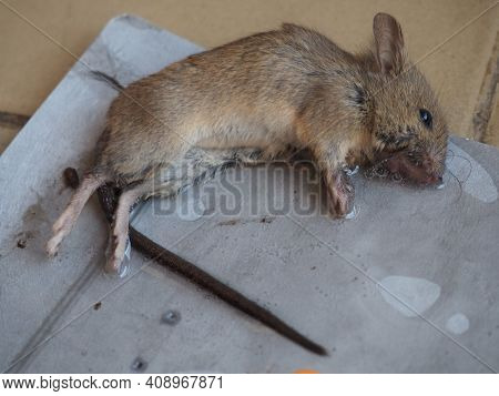 Dead Mouse On Glue. Mousetrap For Domestic Rodents. A Gray Mouse Or Rat Lies Bogged Down In A Sticky