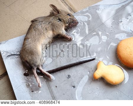 Dead Mouse On Glue. Mousetrap For Domestic Rodents. A Gray Mouse Or Rat Lies Bogged Down In A Sticky