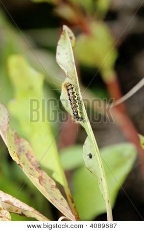 Caterpiller Closeup