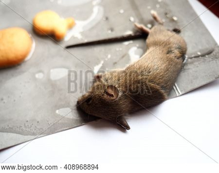 Dead Mouse On Glue. Mousetrap For Domestic Rodents. A Gray Mouse Or Rat Lies Bogged Down In A Sticky