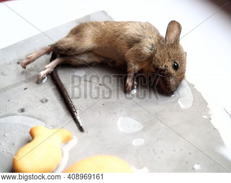 Dead Mouse On Glue. Mousetrap For Domestic Rodents. A Gray Mouse Or Rat Lies Bogged Down In A Sticky