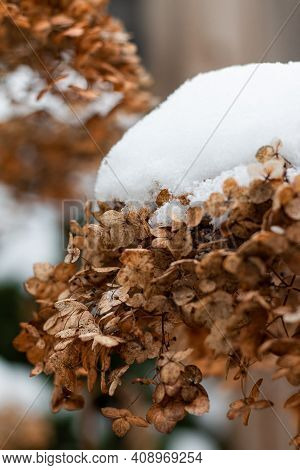Incrediball Hydrangea Dry Flower Head With Snow