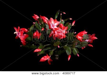 Cactus di Natale In fiore