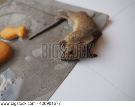 Dead Mouse On Glue. Mousetrap For Domestic Rodents. A Gray Mouse Or Rat Lies Bogged Down In A Sticky