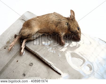 Dead Mouse On Glue. Mousetrap For Domestic Rodents. A Gray Mouse Or Rat Lies Bogged Down In A Sticky
