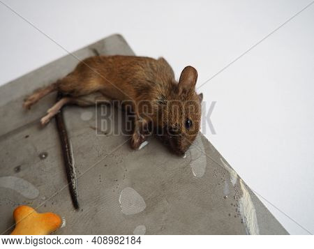 Dead Mouse On Glue. Mousetrap For Domestic Rodents. A Gray Mouse Or Rat Lies Bogged Down In A Sticky