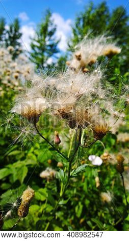 Cirsium Arvense After Flowering. Pappus. Plant In Family Asteraceae. Fluff With Seeds. Vertical View