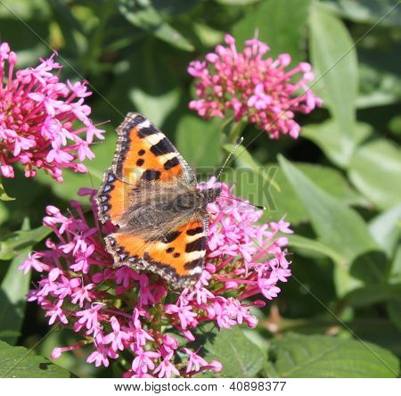 Borboleta de tartaruga