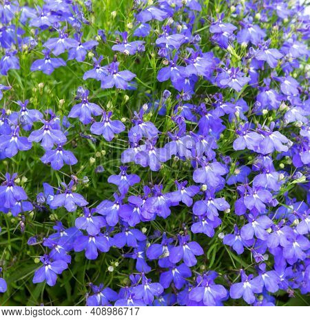 Lobelia. Blue Tail Lobelia Sapphire Flowers Or Fringing Lobelia Or Lobelia Erinus 'sapphire'. Edging