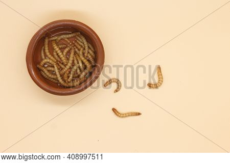 Mealworms Or Tenebrio Molitor For Human Consumption Entomopholy