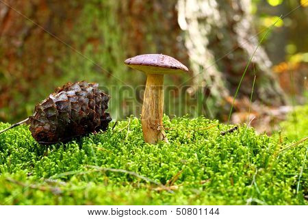 Forest Mushroom Bay Bolete In A Green Moss