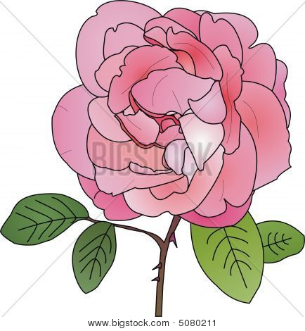 Rose