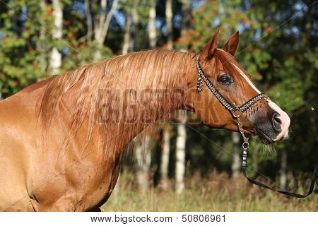 Portrait Of Nice Arabian Horse