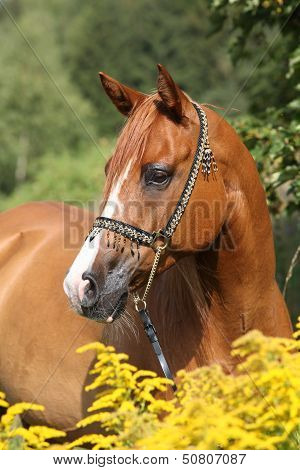 Portrait Of Nice Arabian Horse