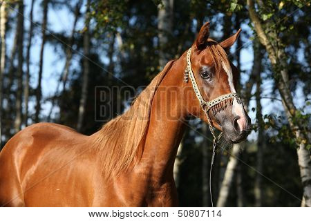 Portrait Of Nice Arabian Horse