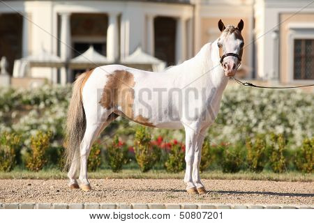 American Miniature Horse Standing