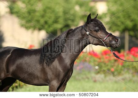 American Miniature Horse Standing