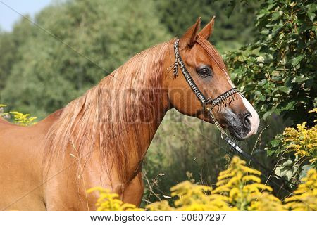 Portrait Of Nice Arabian Horse