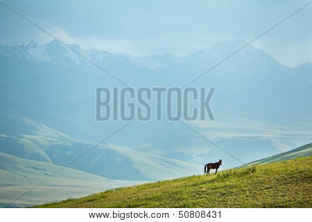 Grazing horse in mountains at sunset
