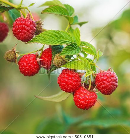 Raspberry. Raspberries. Growing Organic Berries Closeup