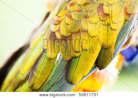 Colorful Macaw Plumage Closeup