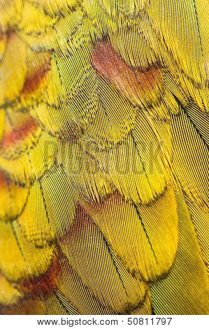 Colorful Macaw Plumage Closeup