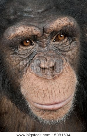 Close-up på en leder af en ung chimpanse - Simia Troglodytes (5 år gammel)