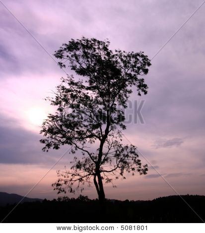 Sil_tree