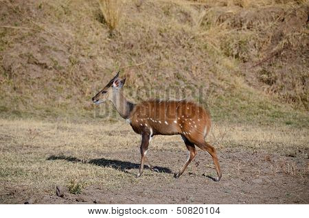 Male Bushbuck