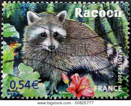 France - Circa 2007: A Stamp Printed In France Shows Raccoon, Circa 2007