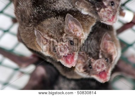 Common vampire bat