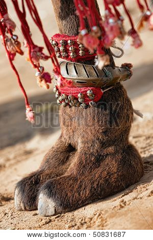 Decorated Camel Foot