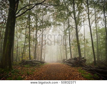 Spooky Forest