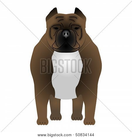 Pitbull